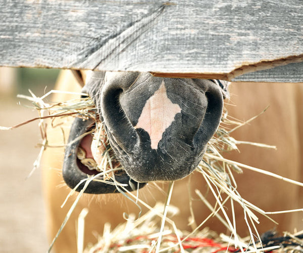 what to feed your horse diet and hoof boots