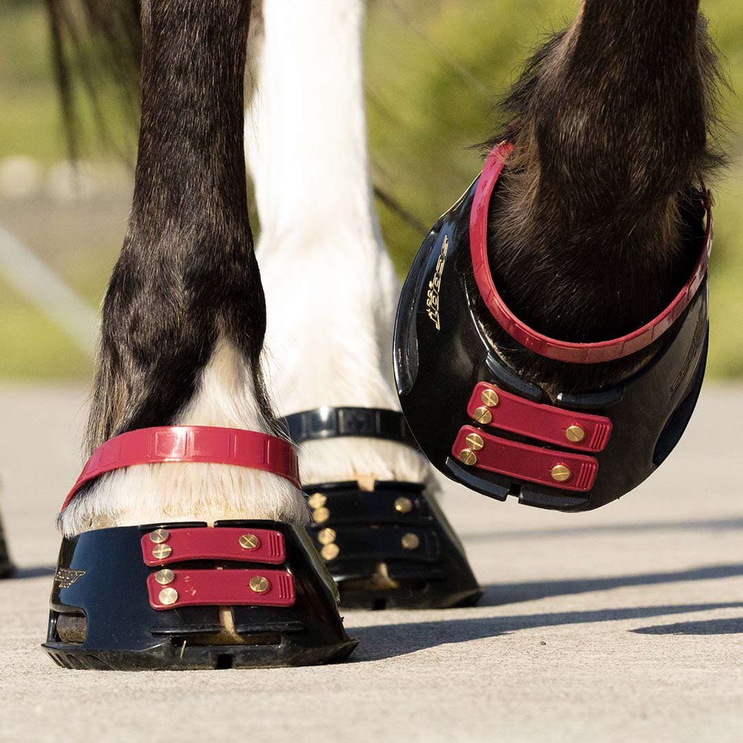 Pastern Straps