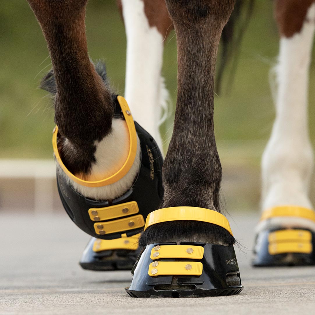 Pastern Straps